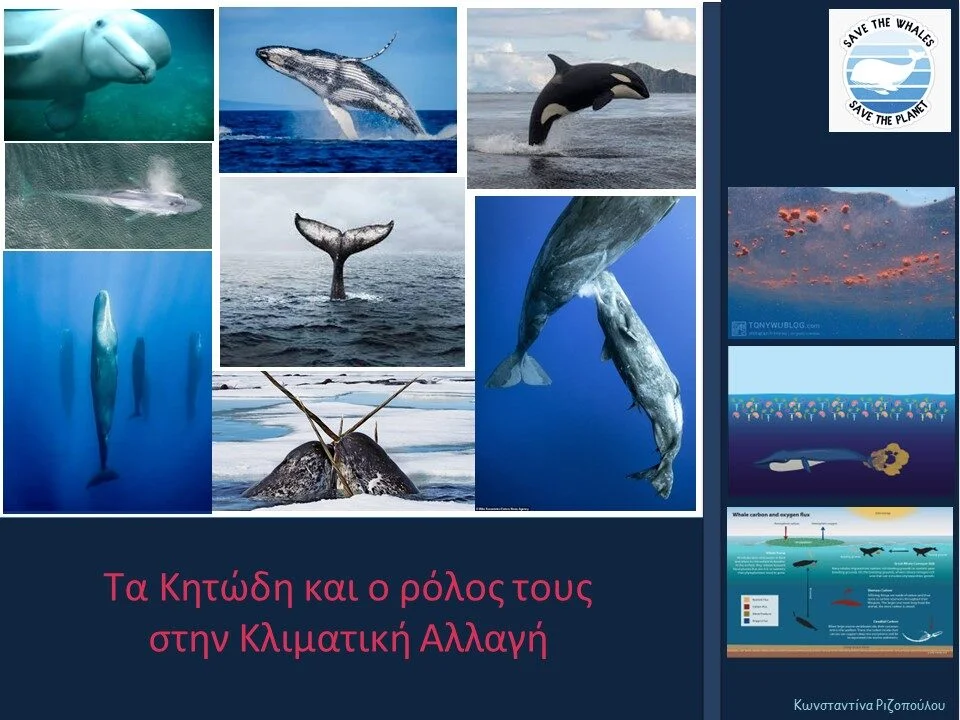 Οι φάλαινες και ο ρόλος τους στην κλιματική αλλαγή
