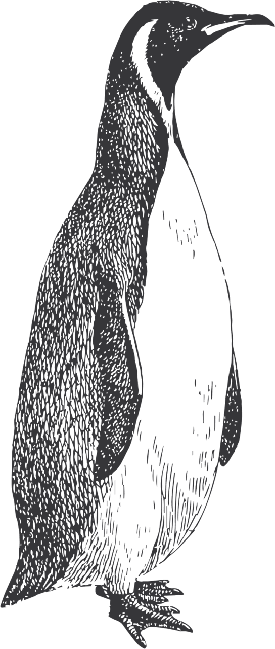 King Penguin