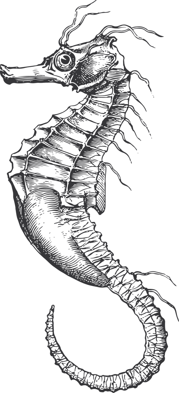 Seahorse